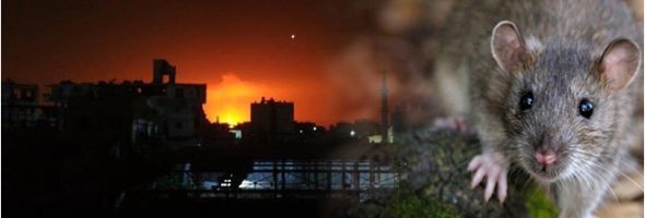 جرذ يقطع التيار الكهربائي على كامل مدينة الحمامات