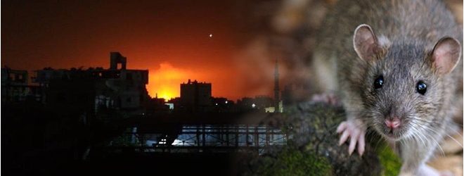 جرذ يقطع التيار الكهربائي على كامل مدينة الحمامات