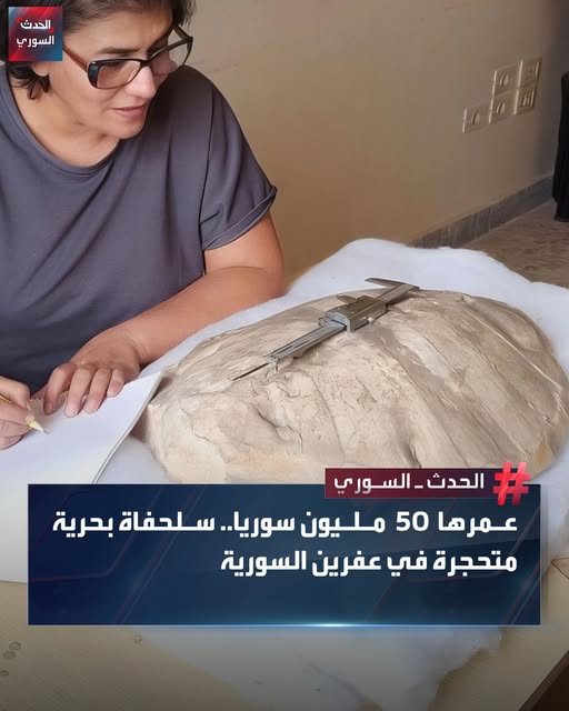 عمرها 50 مليون سنة: إكتشاف سلحفاة بحرية متحجرة قرب مدينة عفرين بريف حلب الشمالي